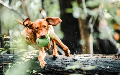 Juguetes para masticar para perros grandes: ¿Cuáles son los mejores?